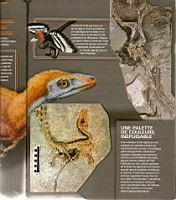 Les couleurs des dinosaures, Science & Vie 1113, 2010-06 (03)